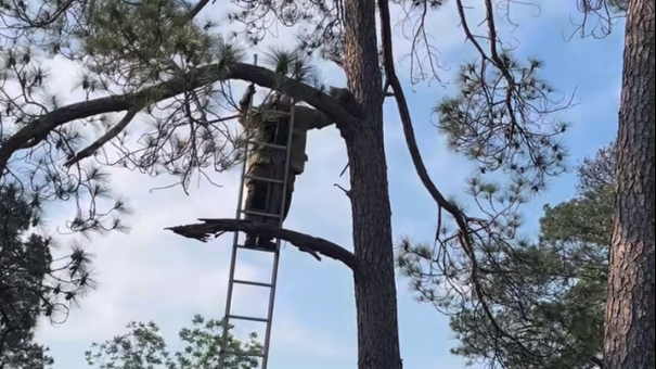 Video: Fort Worth firefighters rescue kitty stranded up a tree