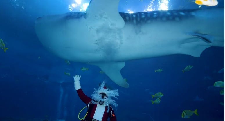Santa Scuba Diving with Whale Sharks
