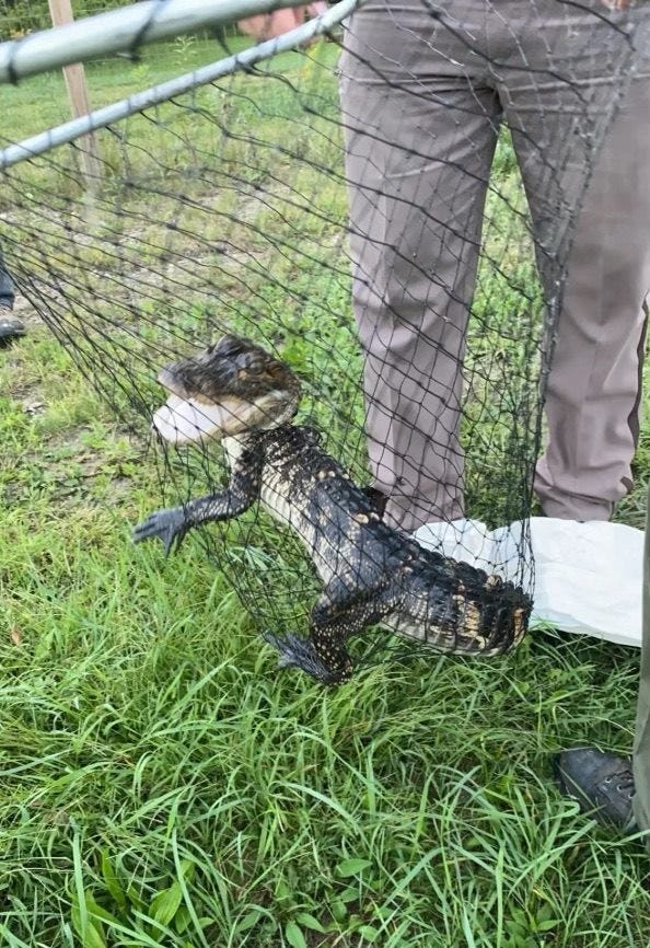 alligator found in Michigan pond