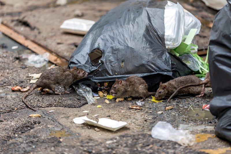 Rats grow aggressive as food supply swindles