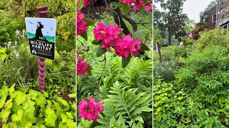 ecological garden