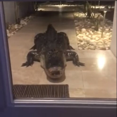Video: Watch Out When You Open The Door
