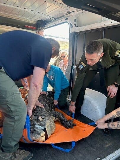 Alligator removed from Hamburg home