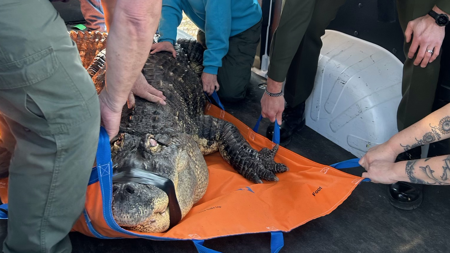 Owner of 750-pound alligator 'Albert', removed from Hamburg home, shares his side of story