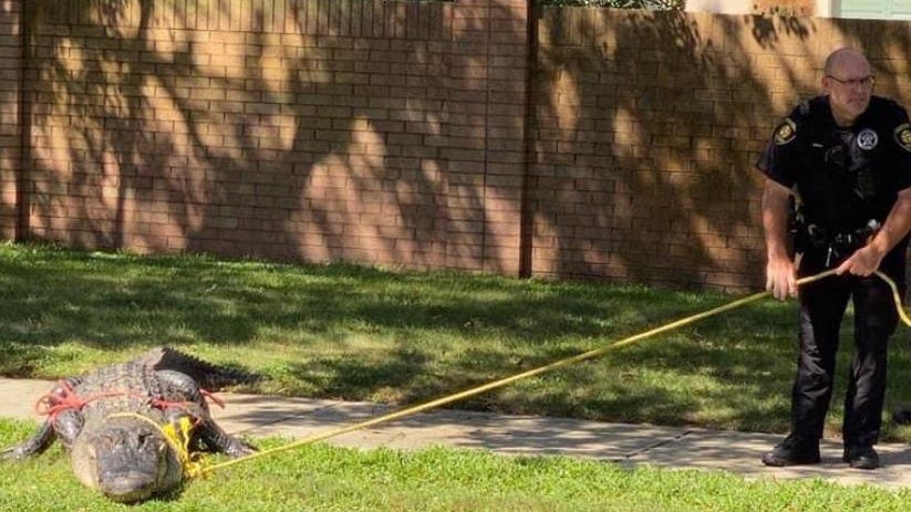 400 pound alligator found strolling through a neighborhood in Katy
