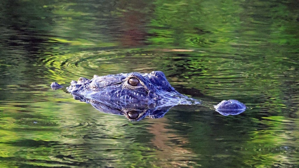 Alligator interrupts school swim practice in Florida