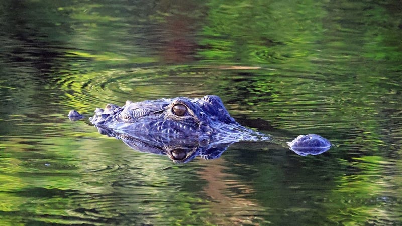 An alligator makes his way through the Wakodahatchee Wetlands on March 28, 2021 in Delray Beach, Florida. 