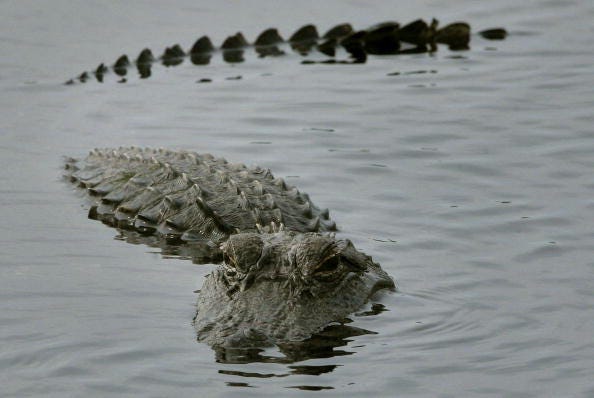 A California girl was attacked by an alligator