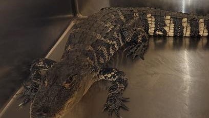 Gator caught in Decatur; resident thought it was a snake, at first