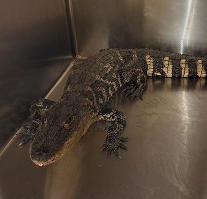 Alligator