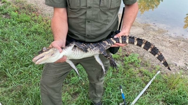 Is this your gator? 3-foot reptile removed from pond in Michigan's Thumb