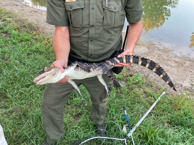 gator found in Michigan pond