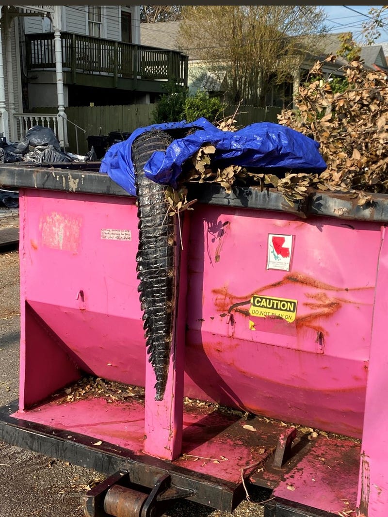 Dead 'Gator In Uptown New Orleans Dumpster After Ida