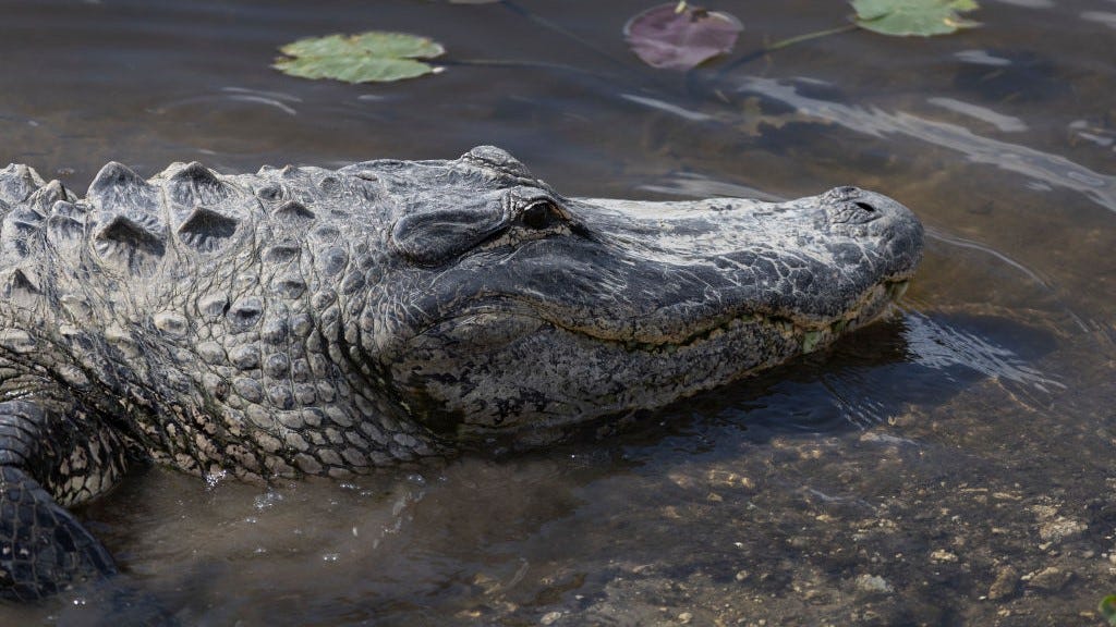 Florida man bitten by 7-foot alligator he mistook for a dog