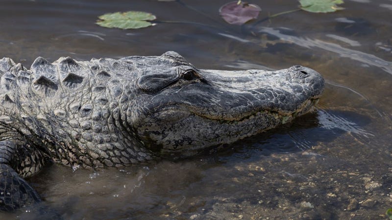  An alligator swims in the Florida Everglades on May 04, 2022 in Miami, Florida. 