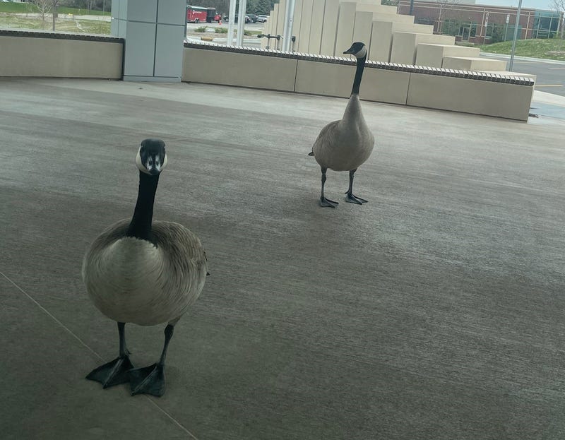 birds on patio