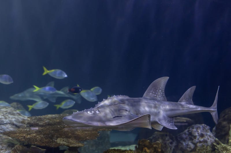 guitarfish swimming in reef tank
