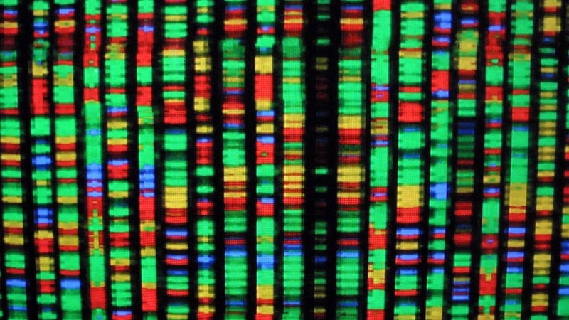 A digital representation of the human genome August 15, 2001 at the American Museum of Natural History in New York City. Each color represents one the four chemical compenents of DNA.