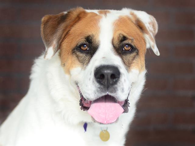 max dog