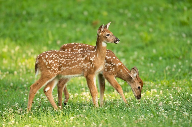 Two whitetail deer fawns with spots in an open meadow in summer