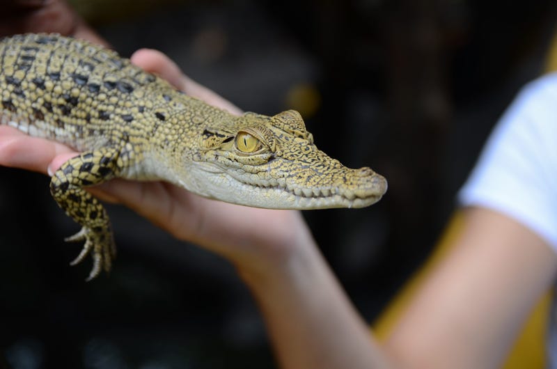 Hand holds baby alligator