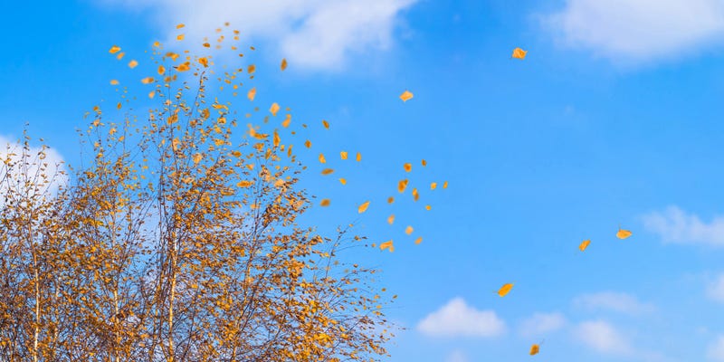 Fall Wind