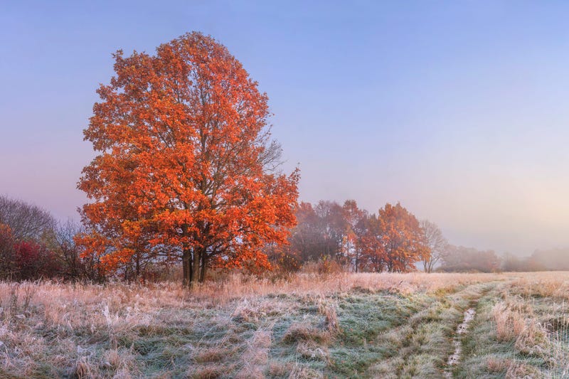 Frost In a Pasture