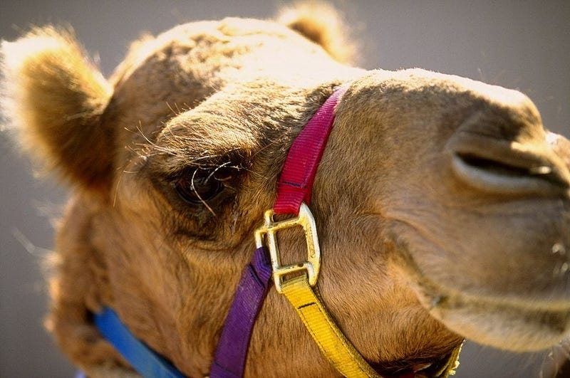 camel