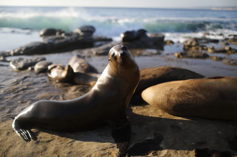 Sea lions bathe in the sun in La Jolla on the Pacific Ocean coast on August 7, 2018 in San Diego, California.