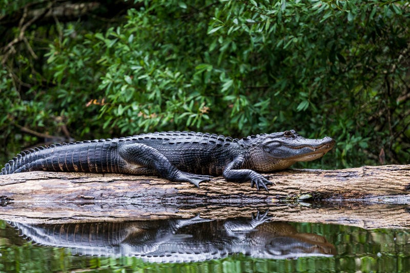Alligator