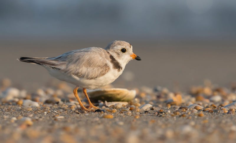 Plover