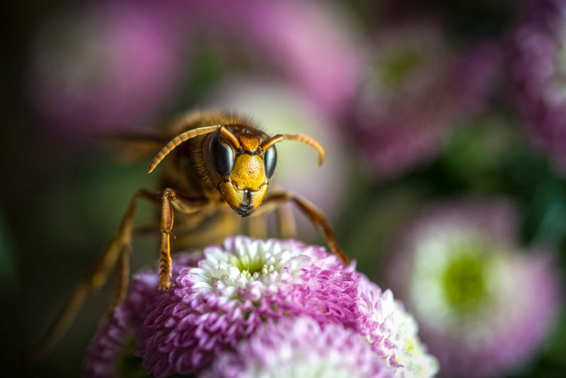 Asian Giant Hornet