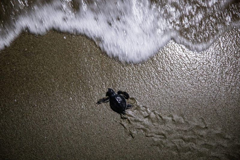 ADANA, TURKEY - AUGUST 23: A rescued baby green sea turtle moves towards the sea after being released by WWF staff after being rescued the previous day from a nest site at Acyatan Beach on August 23, 2018 in Adana, Turkey.