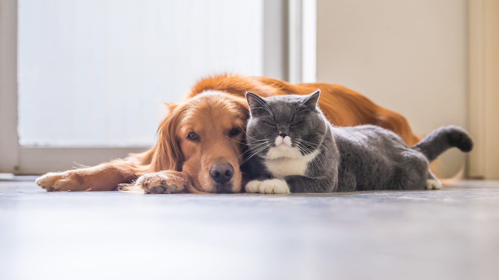 Study Makes Link Between People and Pets Who Test Positive for COVID-19
