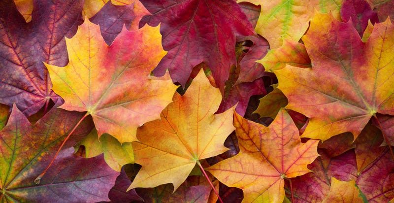Big panoramic photo of multicolor autumn leaves background. Amazing multicolor autumn background
