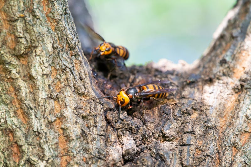 Hornets