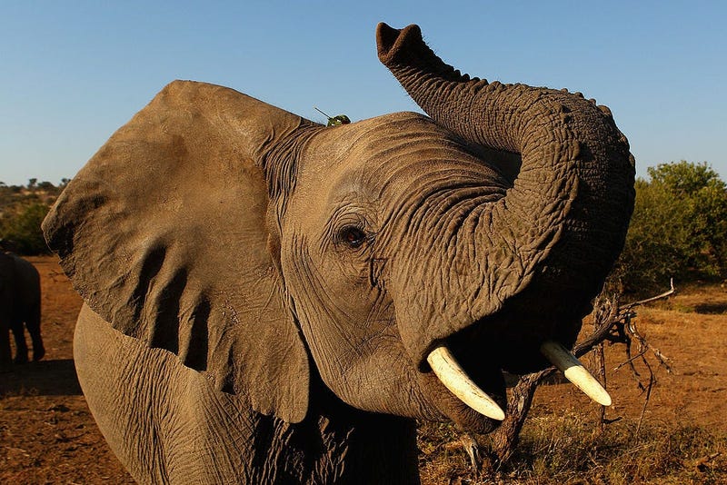 African Elephant (GETTY)