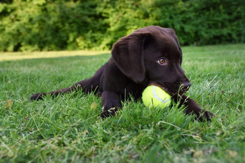 Labrador puppy playing with a tennis ball