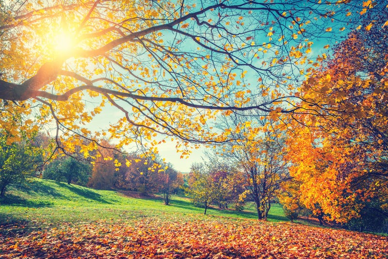 Sunny autumn