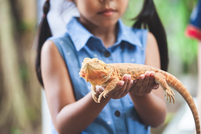 reptiles and exotic animals
