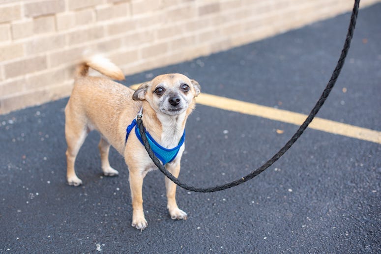 Chihuahua, Dog, Walk, Leash, Parking Lot