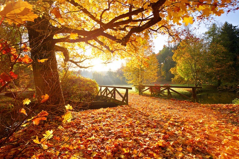 Fall, Autumn, Weather, Rural, Forest, Leaves