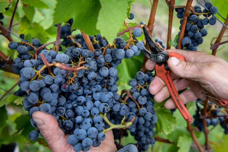 Vineyard