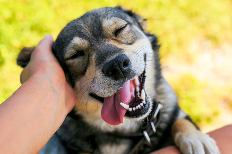 Dogs, Pet, Tongue, Scratch Ears, Good Dog