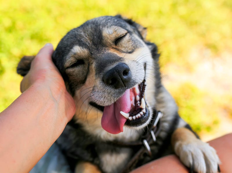 puppy-GettyImages-1041987488.jpg