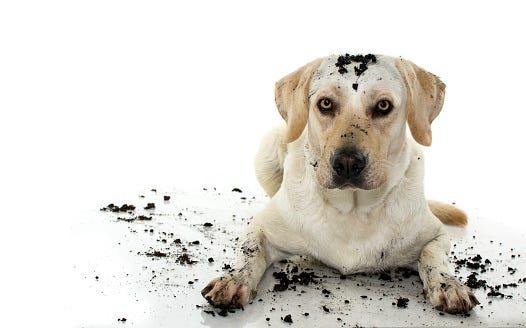 Dirty Dog