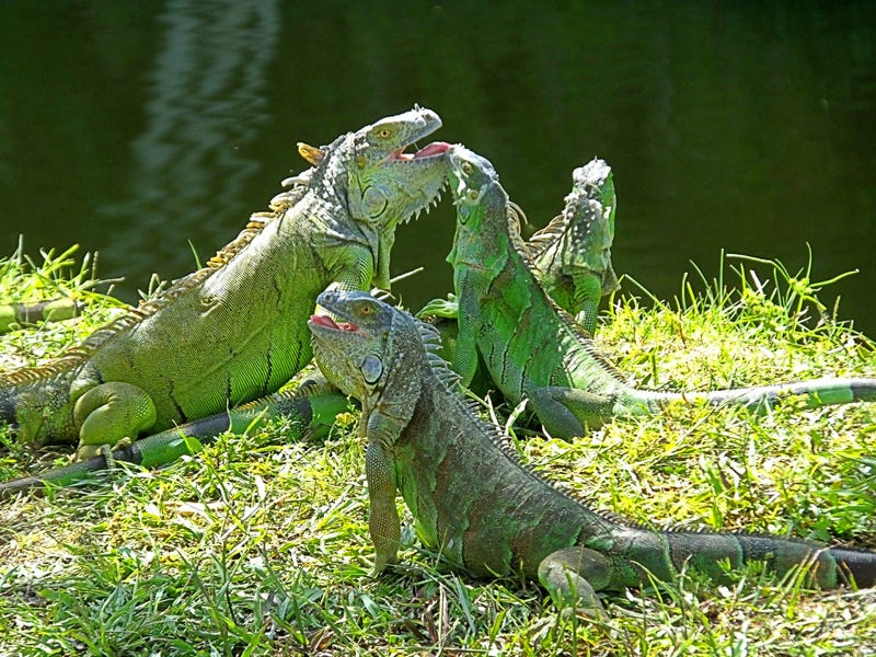 green iguanas