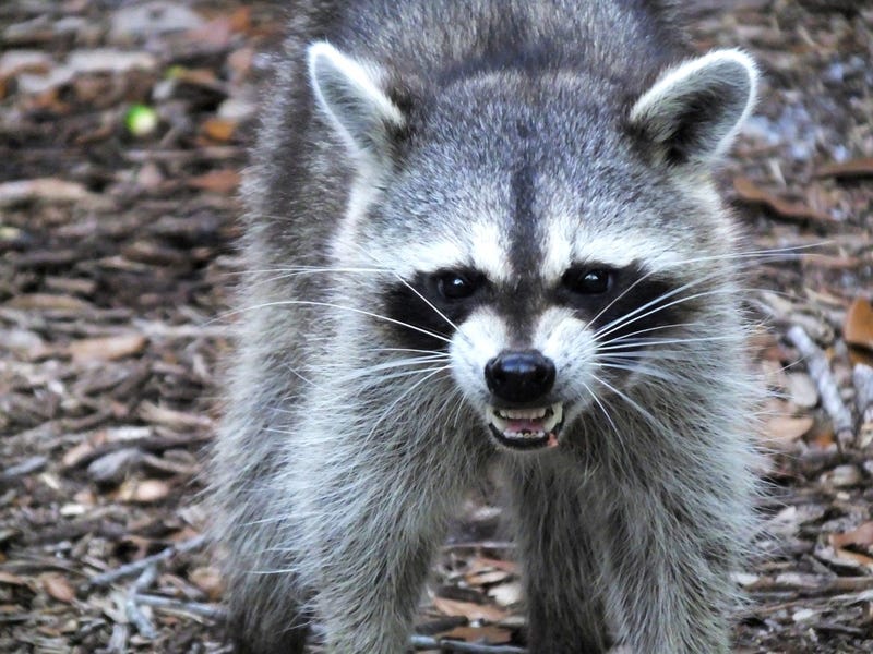 Angry Raccoon