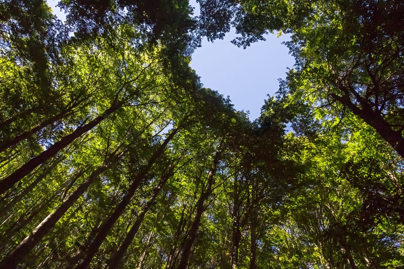 Forest with heart-shaped canopy
