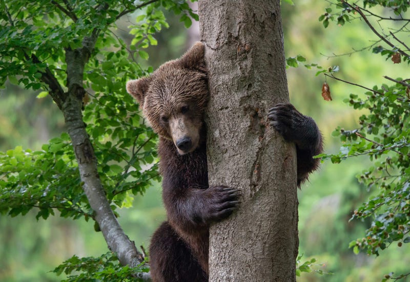 Bear in a tree